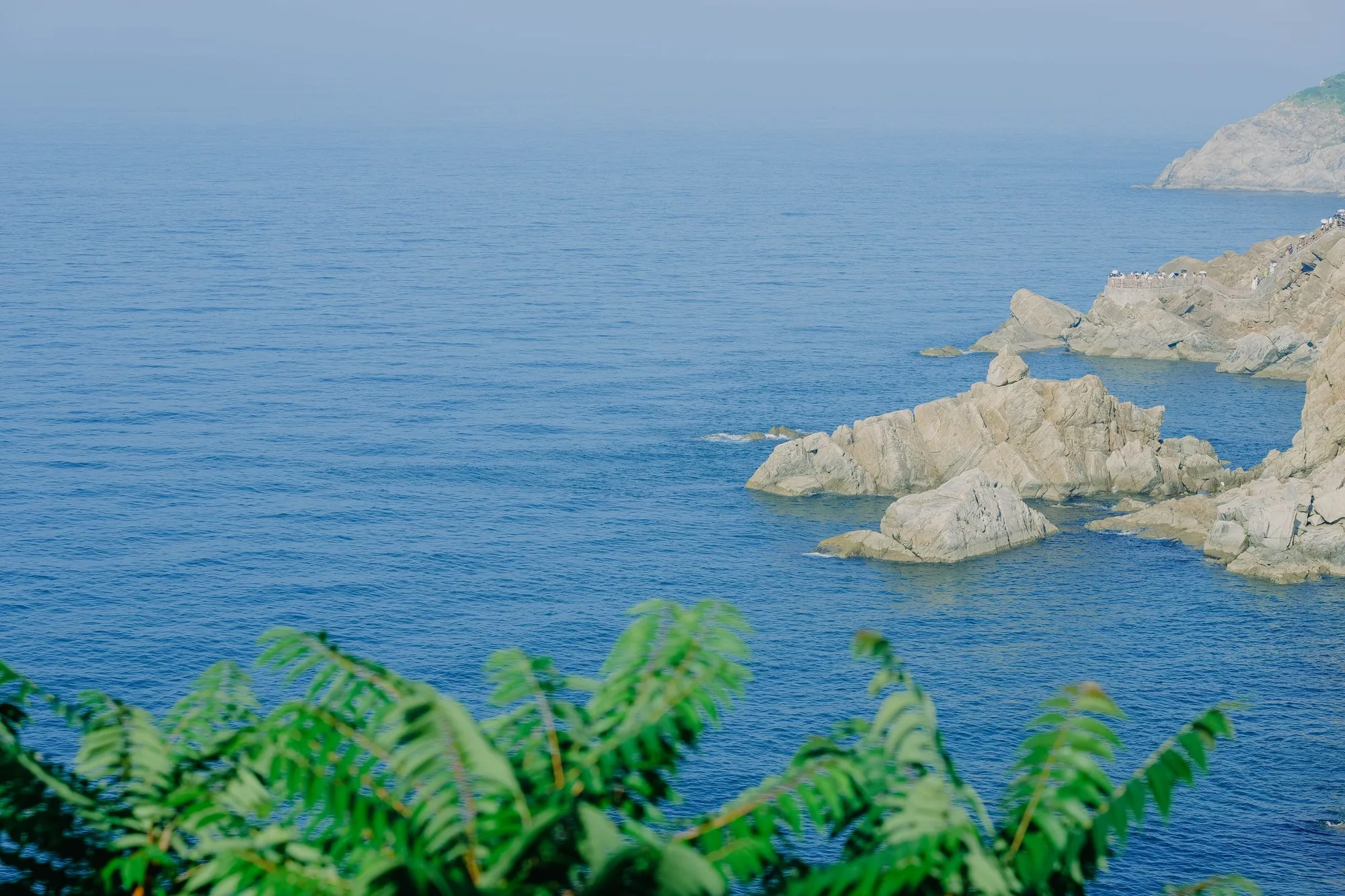 阳光下的礁石海岸与海边植物